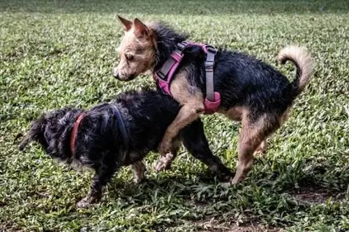 Warum buckeln Welpen? 7 vom Tierarzt überprüfte Gründe & Was zu tun ist