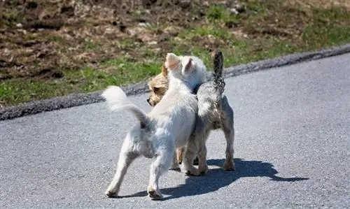 seekor anjing akan menabrak anjing lain