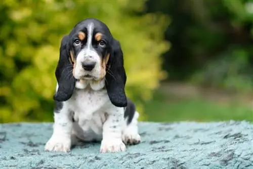 basset hound լակոտ