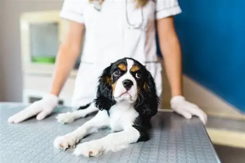 cadell de cavalier king charles spaniel al veterinari