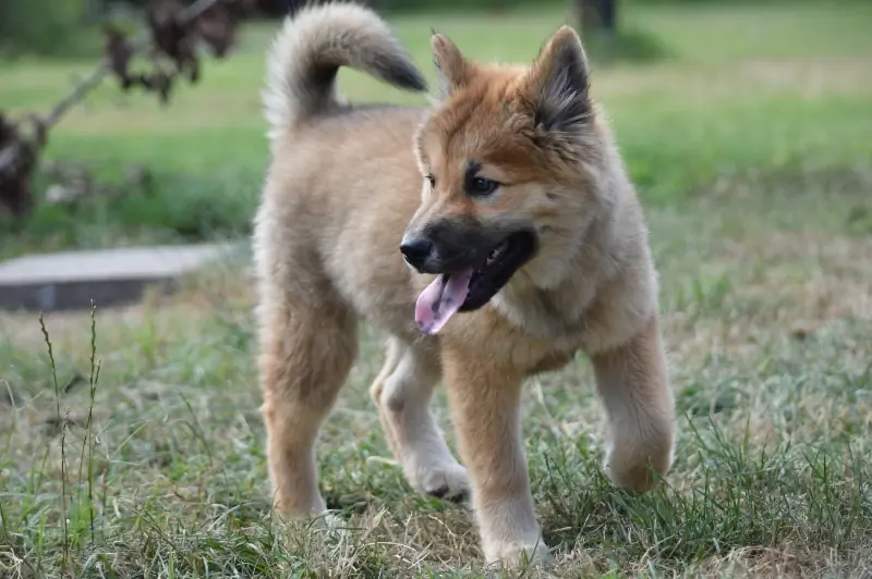 akita shiba inu ቡችላ ድብልቅ ዝርያ ውሻ በሳሩ ላይ የሚራመድ