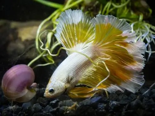 Eet Bettas slakke? Alles wat jy moet weet