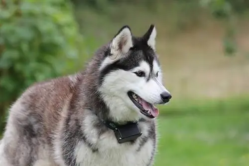 husky zâmbitor