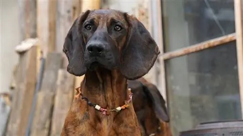 የሃኖቬሪያን Bloodhound