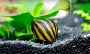 SevenSeaSupply 3 Zebra Nerite