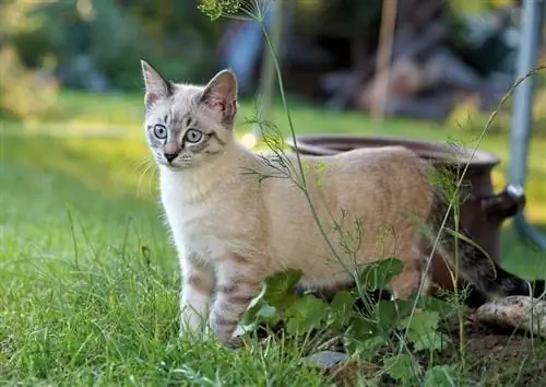 Gato preparándose para s altar