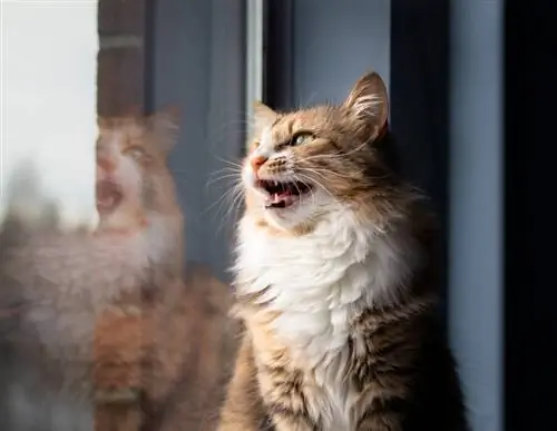 gato sentado en el alféizar de la ventana mientras vocaliza con la boca abierta