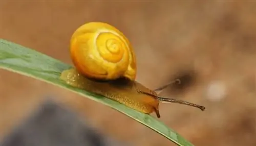 escargot pomme