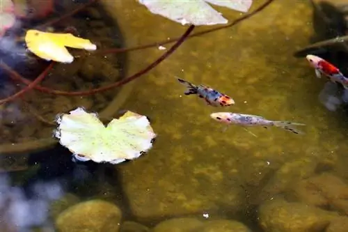 Lindo peixinho dourado Shubunkin