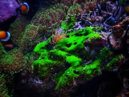 groene cyanobacteriën in aquariumtank blauwgroene algen