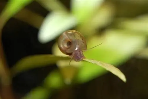 caracol de água doce no aquário