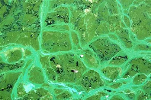 cyanobacteria