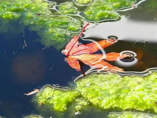 затворено езерце с водорасли