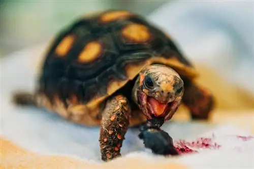 Rotfußschildkröte frisst eine Blaubeere