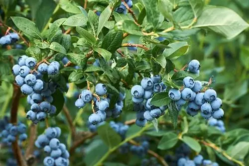 Frische Bio-Blaubeeren