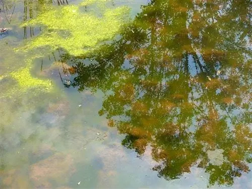 6 Karaniwang Uri ng Pond Algae (may mga Larawan)