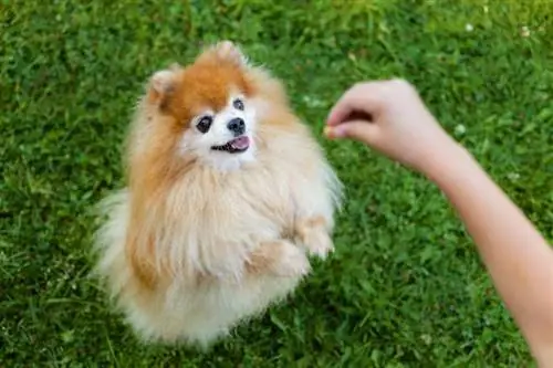 Pomerania dando un regalo