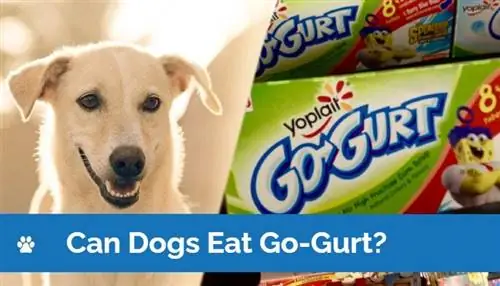 Dürfen Hunde Go-Gurt essen? Vet-Reviewed Facts & FAQ