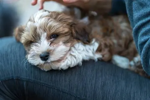 Kužek Havanese sedi v naročju