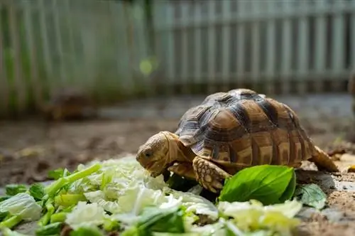 Tartaruga Sucata che mangia verdure