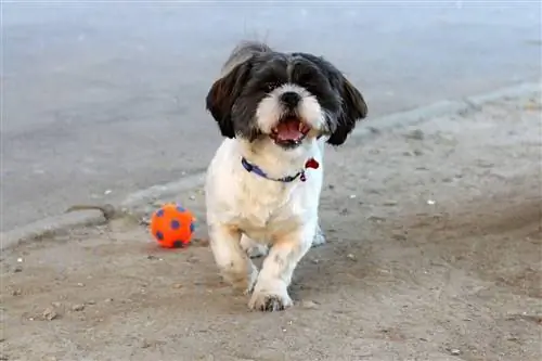 Sokat ugat a Havanese? Olvassa el, ha örökbe fogad egyet