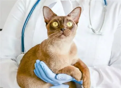 dokter hewan memegang kucing burma