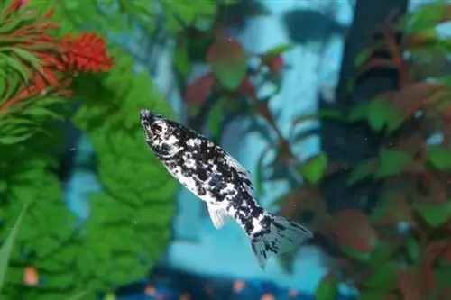 Dalmatijos mollys akvariume