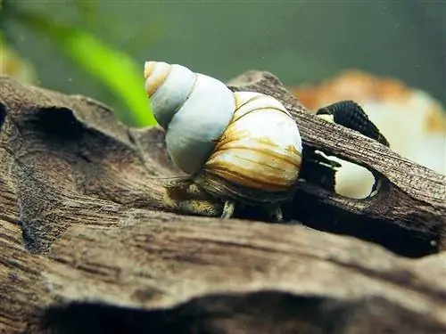 Caracol Trapdoor Japonês