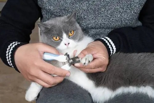 Mann benutzt Nagelknipser und schneidet Nägel für eine Katze zu Hause