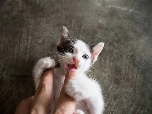 parmak çiğneyen yavru kedi