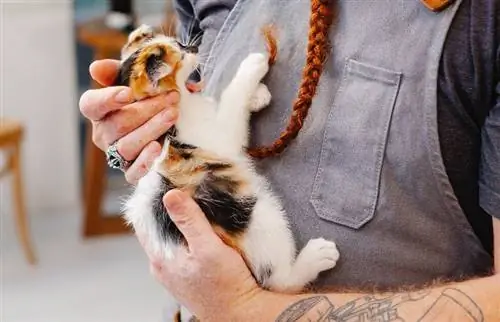 hombre en delantal acunando gatito blanco, naranja y negro