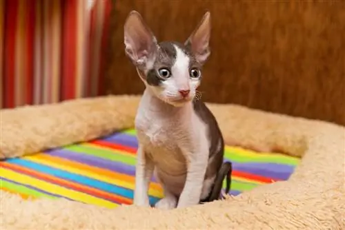 kotě Cornish Rex