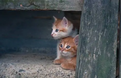 anak kucing sesat bersembunyi di tempat tertutup