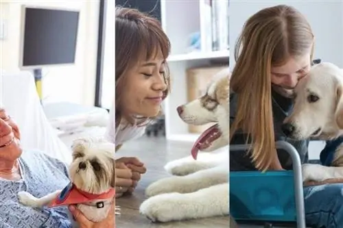 Perro de terapia vs Perro de apoyo emocional vs Perro de servicio. ¿Cuáles son las diferencias?