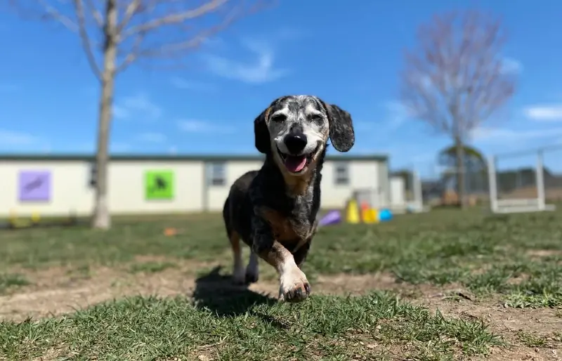 Dachshund Merle sènior corrent dins d'una instal·lació d'acollida per a gossos