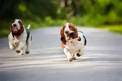 cani basset hound che corrono sulla strada