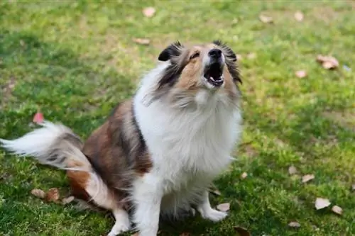 Çim sahada oturan ve ağzı açık havlayan shetland çoban köpeği