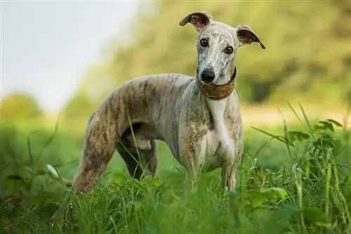 Whippet im Feld