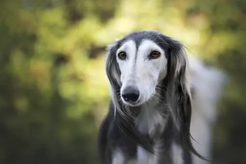 saluki