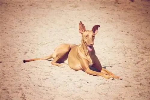 Pharaonenhund im Sand