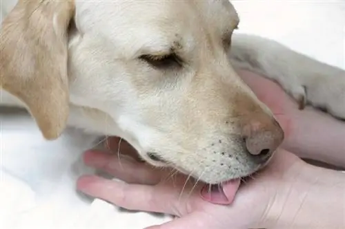 labrador nuolee omistajansa kättä