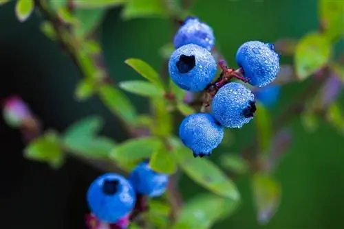 low-bush blueberry