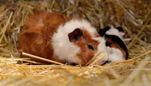 Merino Guinea Pig