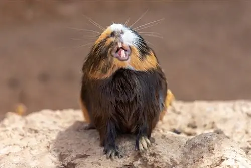 Ang Guinea pig ay humikab at ipinakita ang kanyang mga ngipin