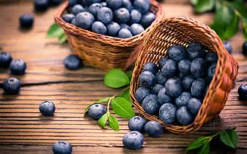 blueberries sa basket