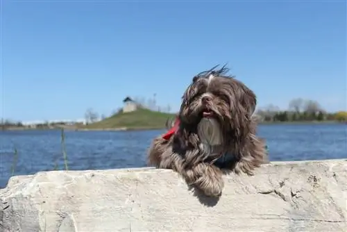 Sjokolade (brun) Shih Tzu: Bilder, fakta, & Historie