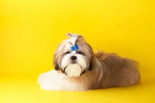 χρυσό shih tzu