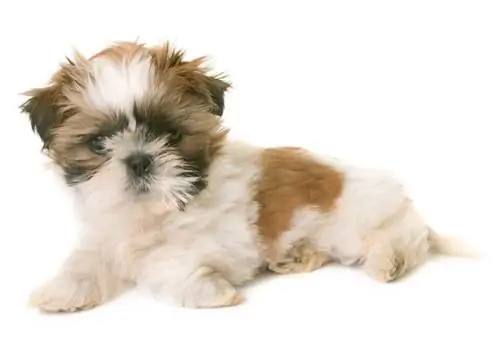 shih tzu