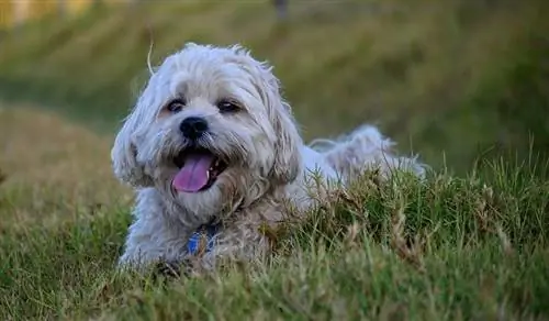 10 Χρώματα Shih Tzu, Μοτίβα & Σημάδια (με εικόνες)