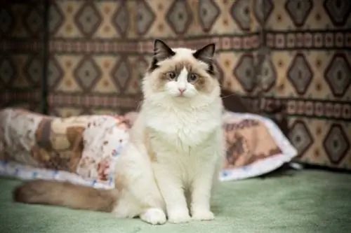 Ragdoll duduk di lantai karpet